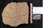 Foto (Objekt + Etikett) von Rhacopteris elegans Ettingshausen (NHMW-GEO-2024-0188-10821)